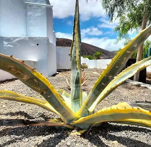 Casa de Férias Ocean - Volcano House Teguise (Lanzarote)